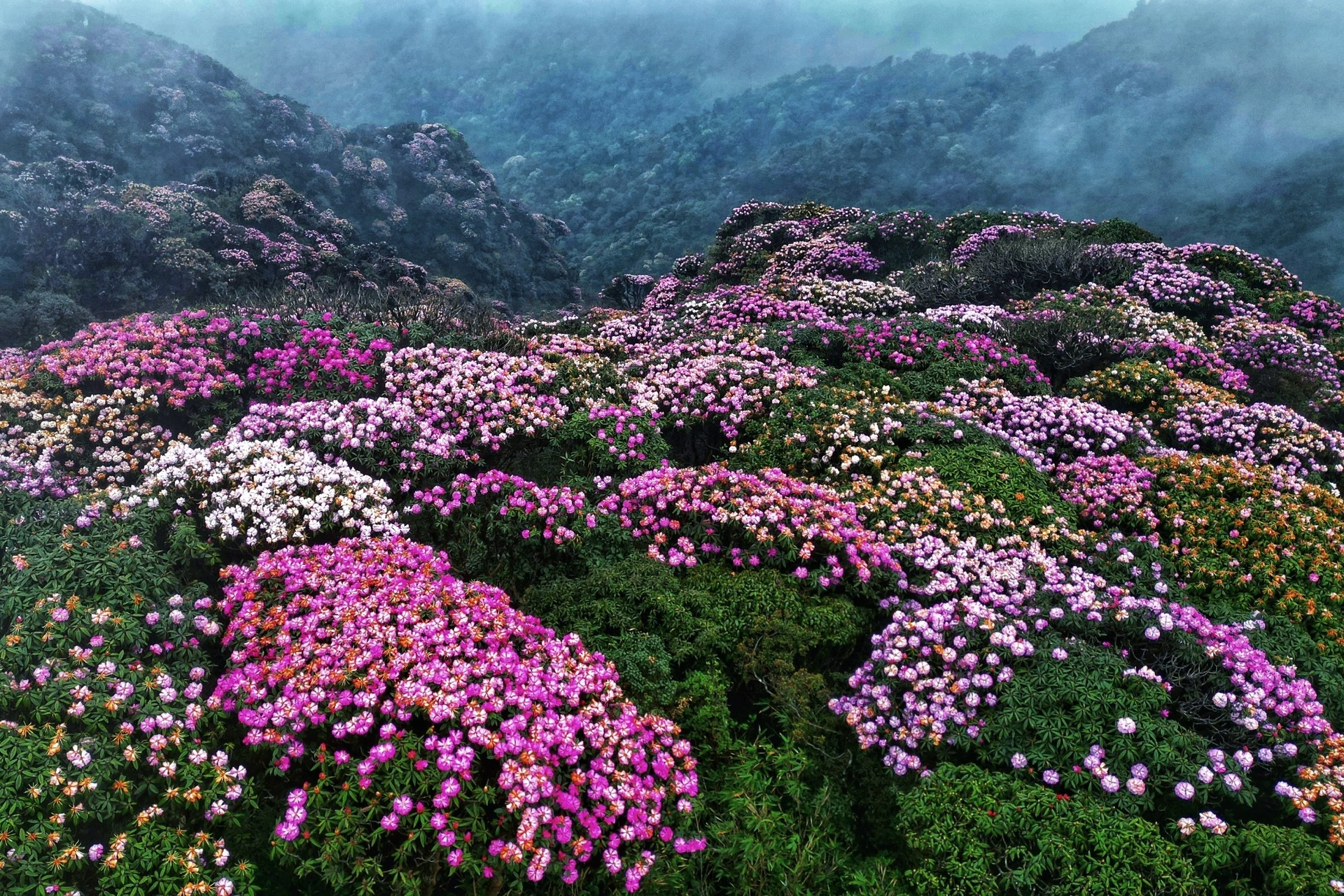 do-quyen-6-edited-1711097006275.png
